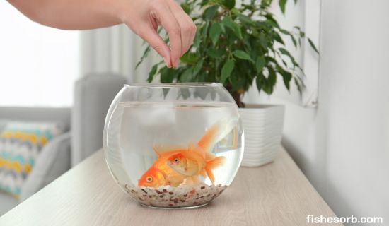 The Ultimate Guide to Goldfish Food