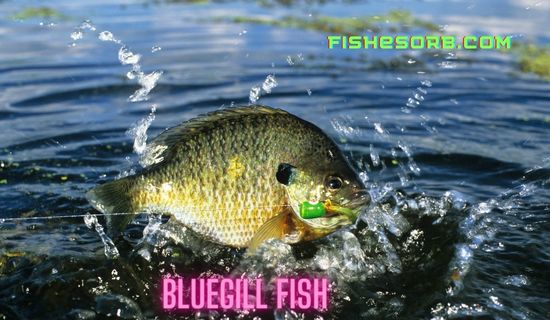 Bluegill-Fish