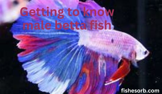 Getting to know Male Betta Fish