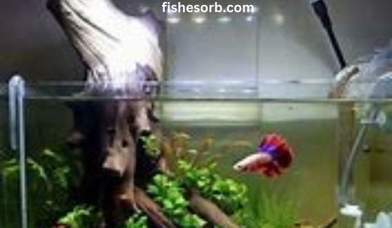 Betta Fish Habitat Set the Perfect Home for Your Female Betta in 2023