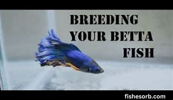 Successful Betta Fish Breeding