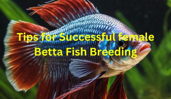 Tips for Successful female Betta Fish Breeding