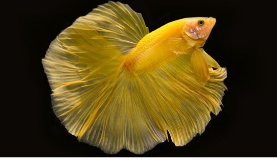 The Guide to Betta Fish Life span: Tips for Long-Lived Pets