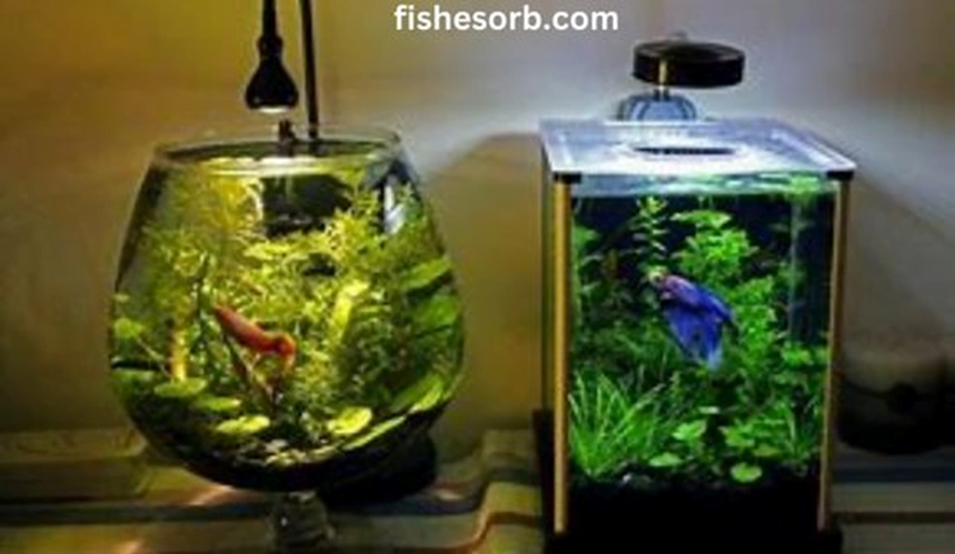 Water Parameters and Maintenance for Female Betta Fish