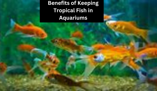 Benefits of Keeping Tropical Fish in Aquariums