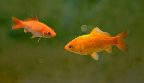 Common Goldfish (Carassius auratus)