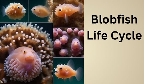 Blobfish lifecycle