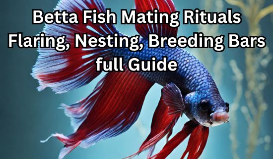 Betta Fish Mating Rituals Flaring, Nesting, Breeding Bars full Guide